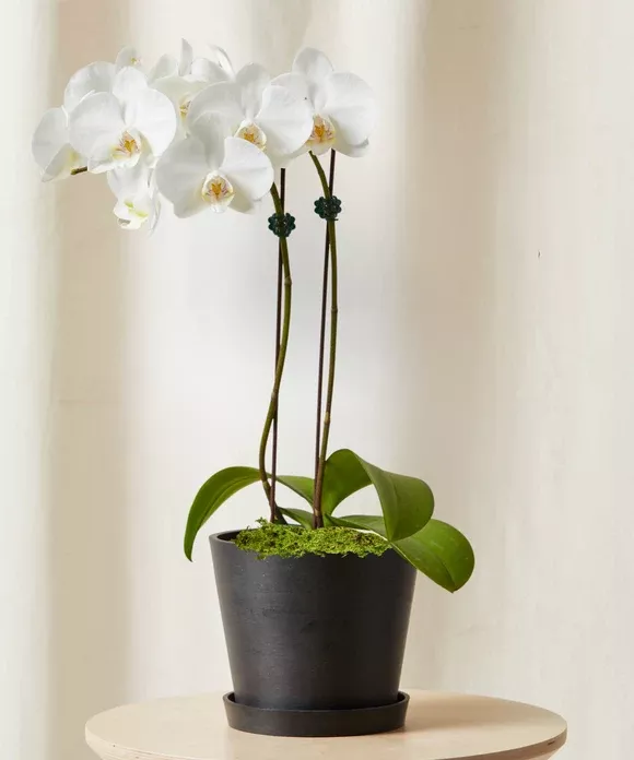 2 ft White Orchid