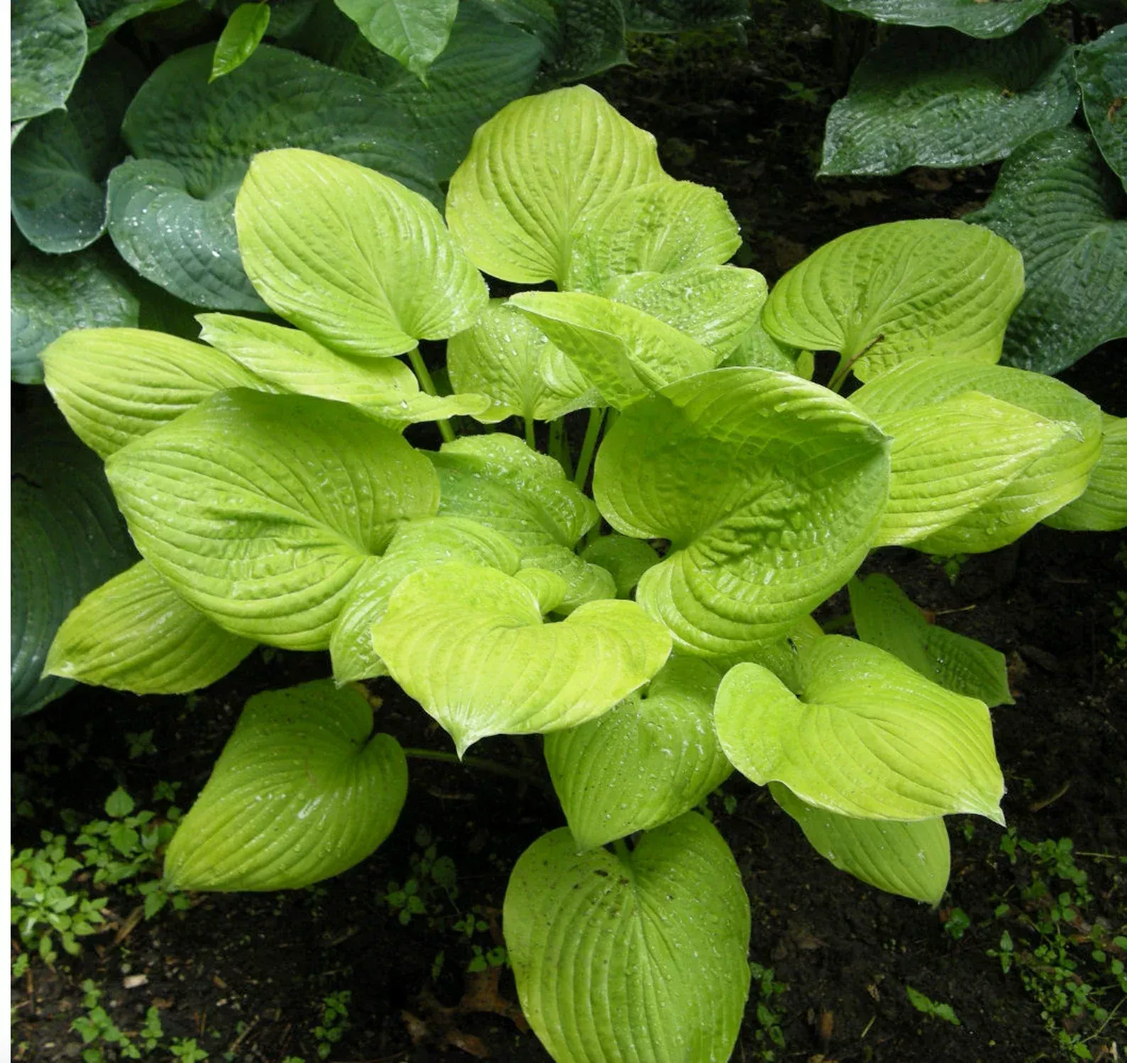 2 Hosta 'Banana Kid' Starter Bareroot Perennials. Fast Grower. Loves Shade. Bright Color. Easy to Grow.