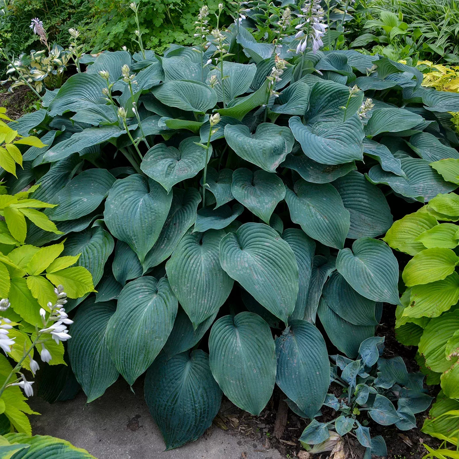2 Hosta 'Blue Angel' Starter Perennials. Loves Shade. Easy to Grow. Attracts Hummingbirds.