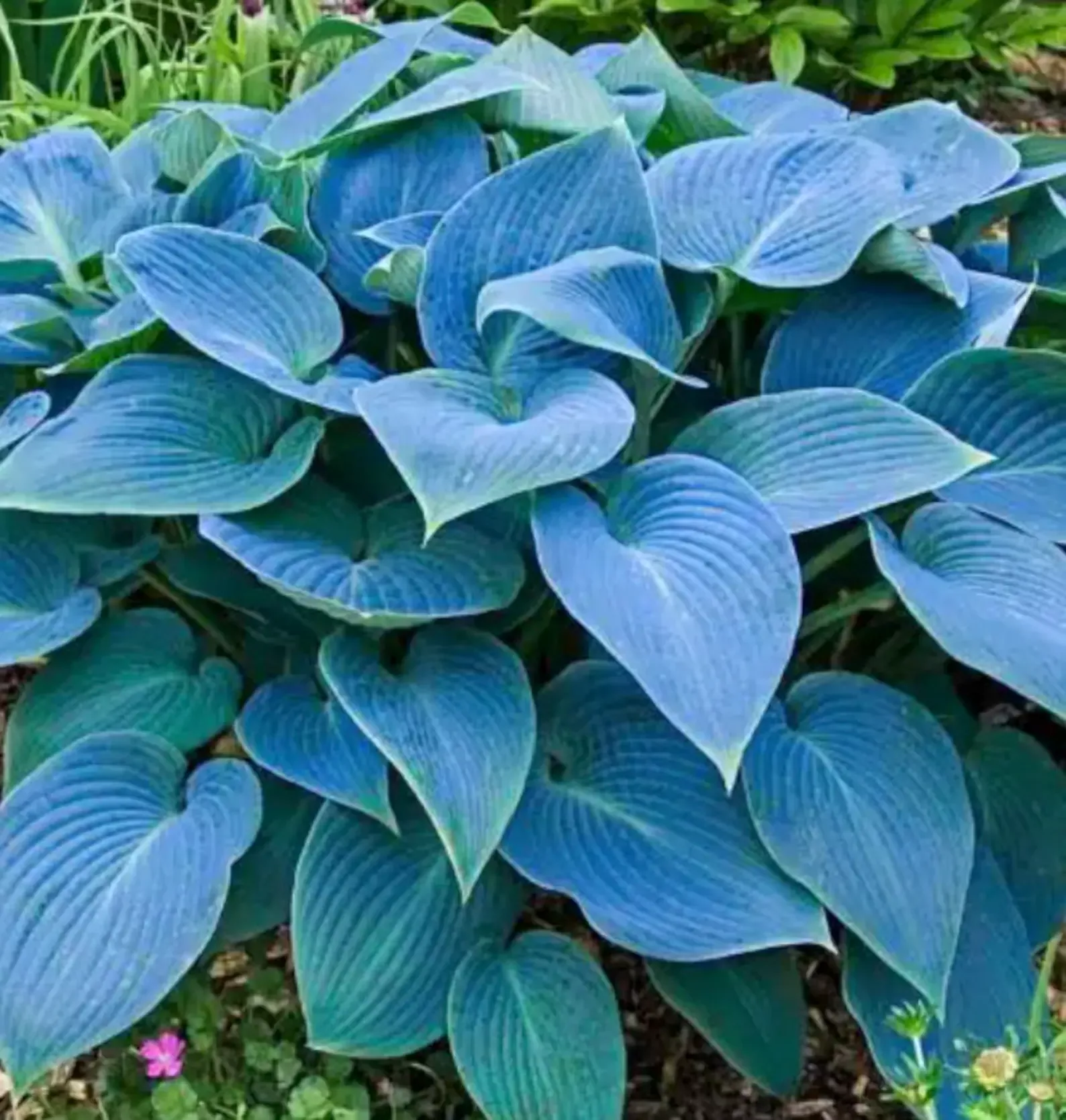 2 Hosta 'Bressingham Blue' Starter Bare Root Perennials. Stunning Color. Easy to Grow. Loves Shade. Best Seller!