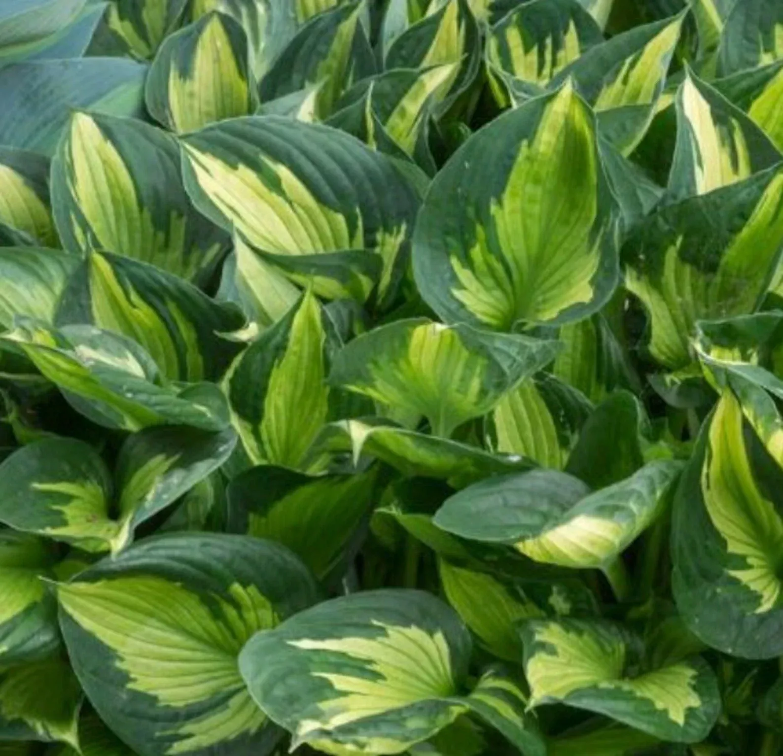 2 Hosta 'Coloured Hulk' Starter Bare Root Perennials. Eye-Catching Variegated Pattern. Loves Shade.