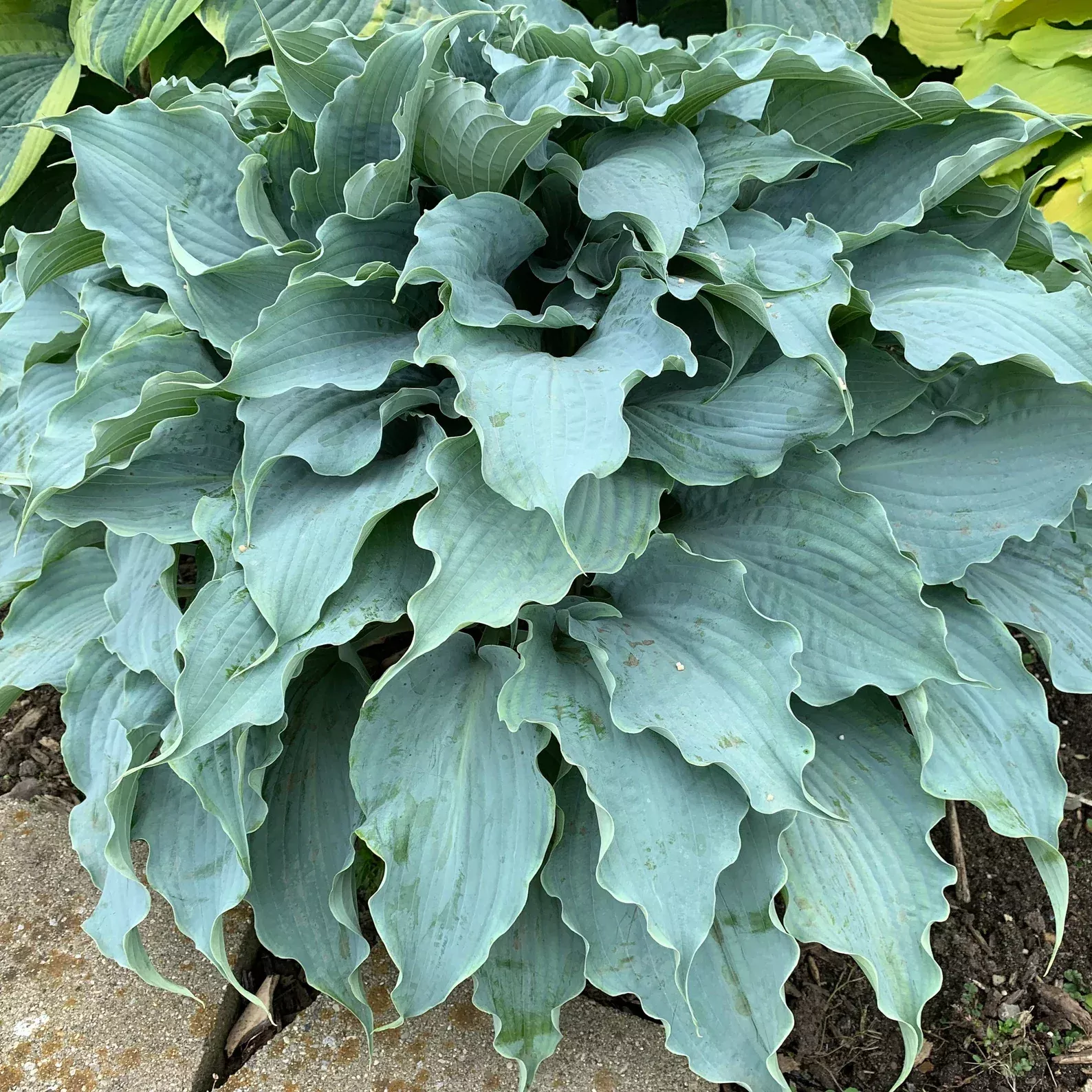 2 Hosta 'Dancing With Dragons' Starter Perennial. Rare Find. Distinctive Blue-Grey Hues. Loves Shade.