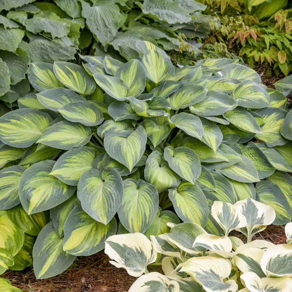 2 Hosta 'June' Starter Perennials. Distinct Blue-Green Variegation. Heavy Leaves. Loves Shade.