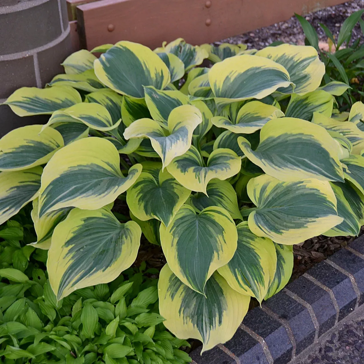 2 Hosta 'Liberty' Starter Perennials. Blue-Green Leaves with Yellow Margins. Easy to Grow.Loves Shade.