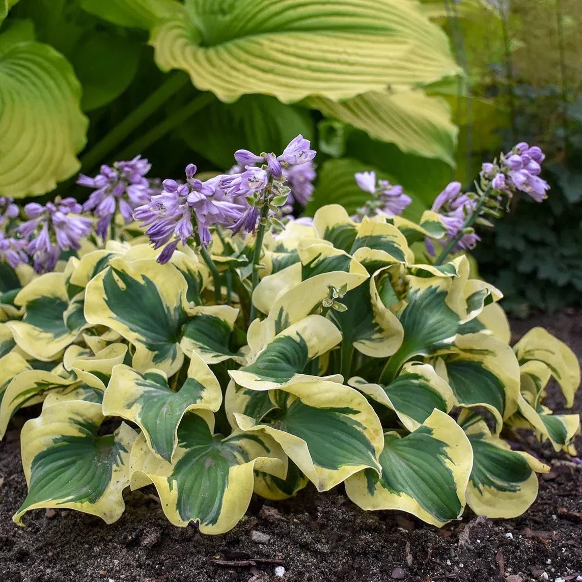 2 Hosta 'Mini Skirt' Starter Perennials. Stunning Colors. Loves Shade. Easy to Grow.