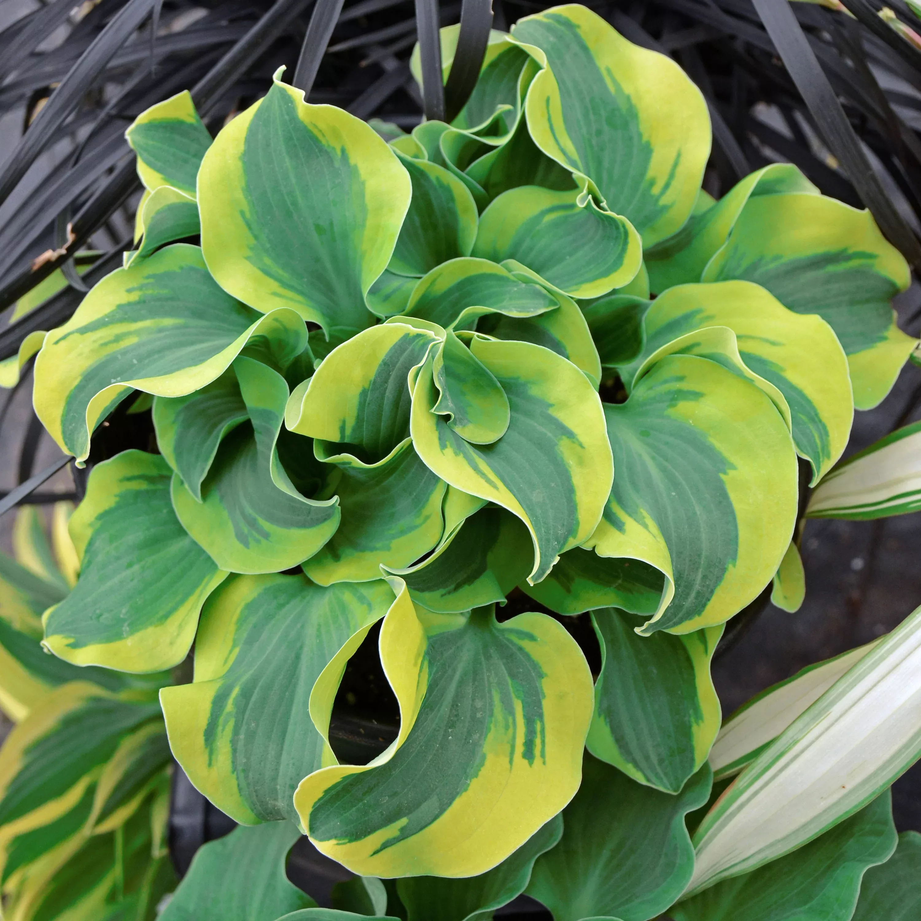 2 Hosta Miniature 'School Mouse' Starter Perennials. Super Plant. Great Sun Tolerance.