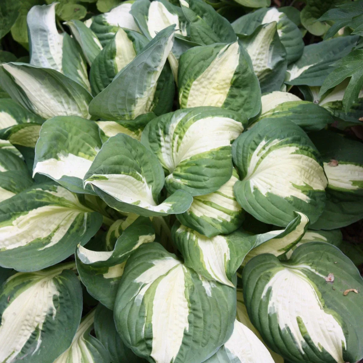 2 Hosta 'Vulcan' Starter Perennials. Vigorous Sport of 'Captain Kirk.' Loves Shade.