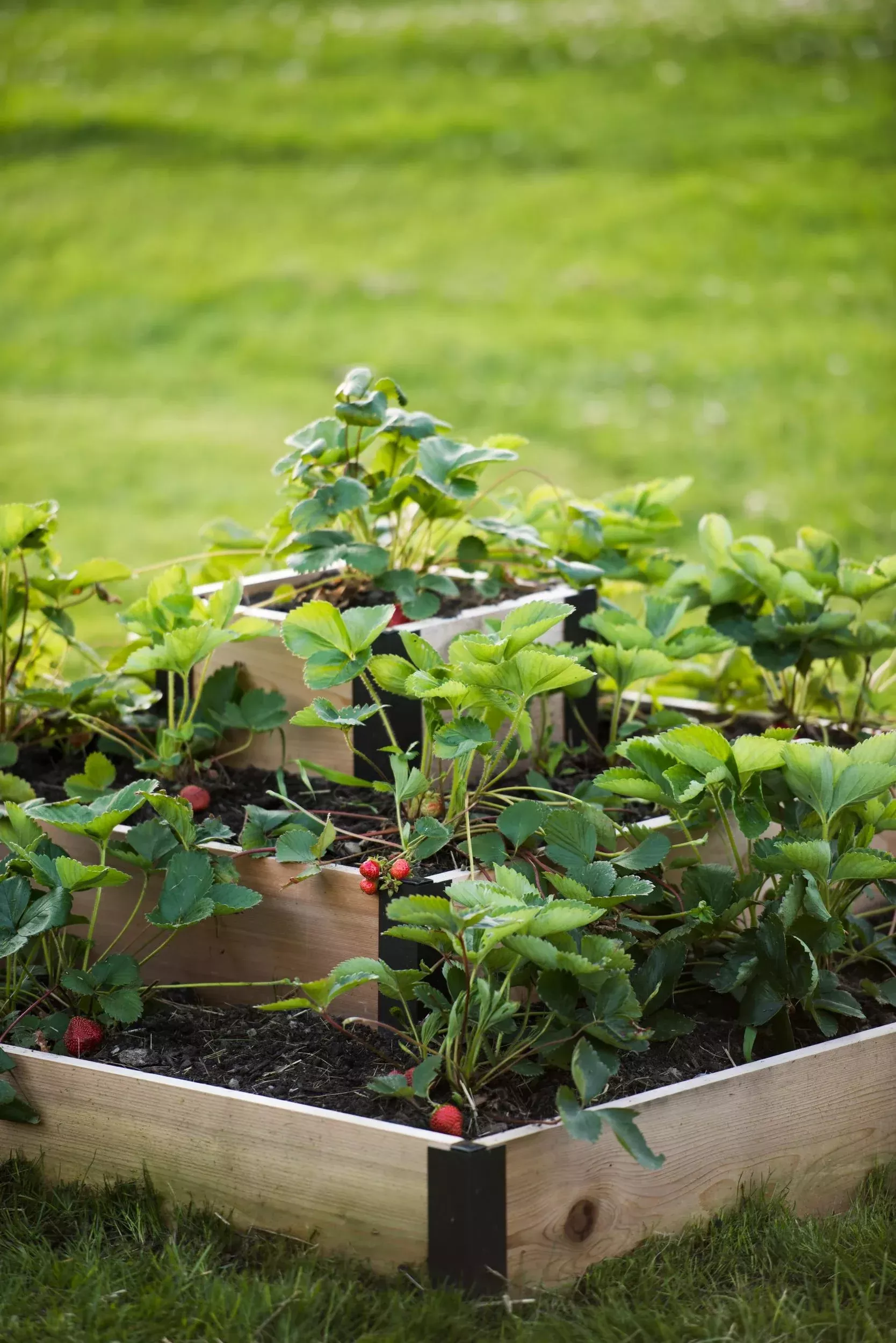 3-Tier Strawberry Cedar Bed