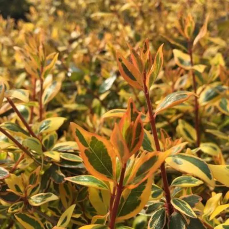 Abelia Twist of Orange