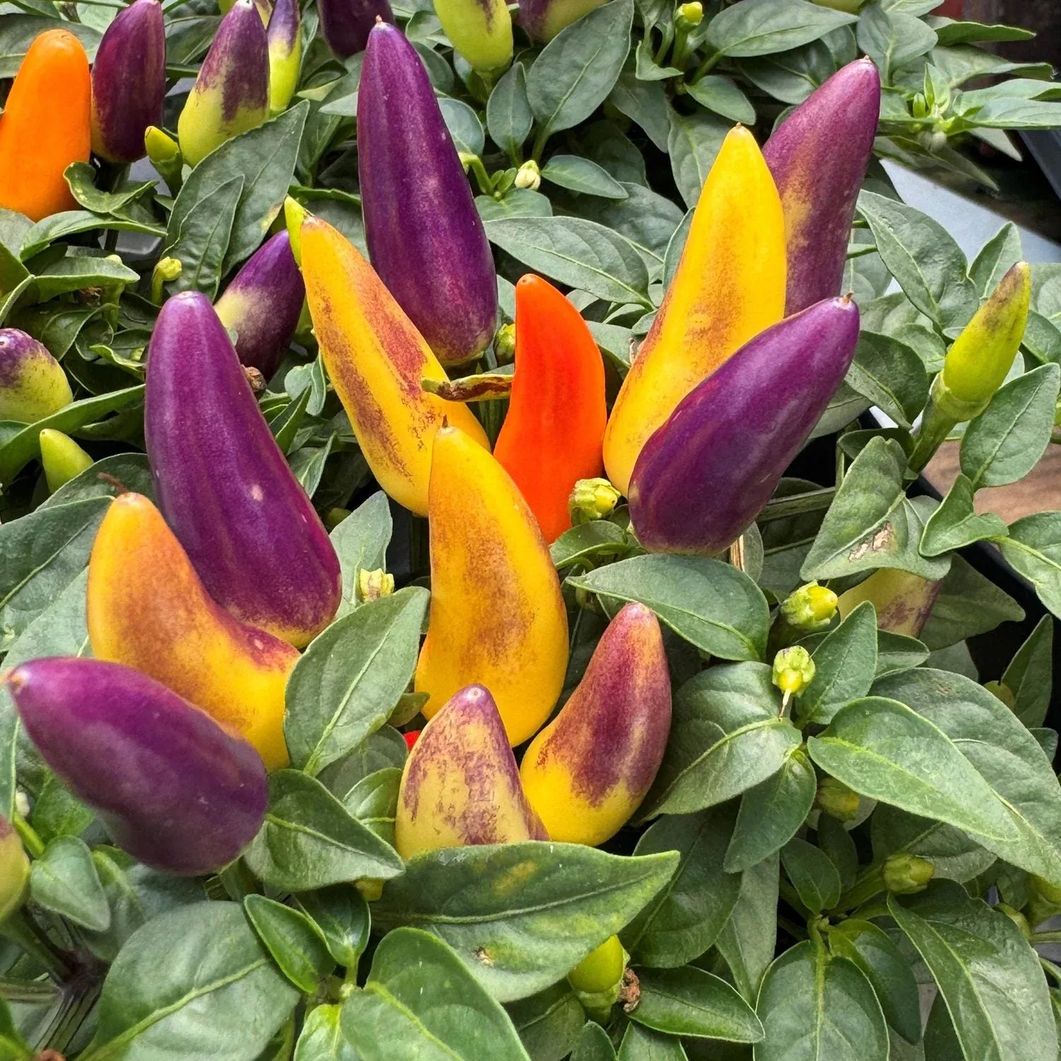 Acapulco Multicolor'Ornamental Pepper (Capsicum)