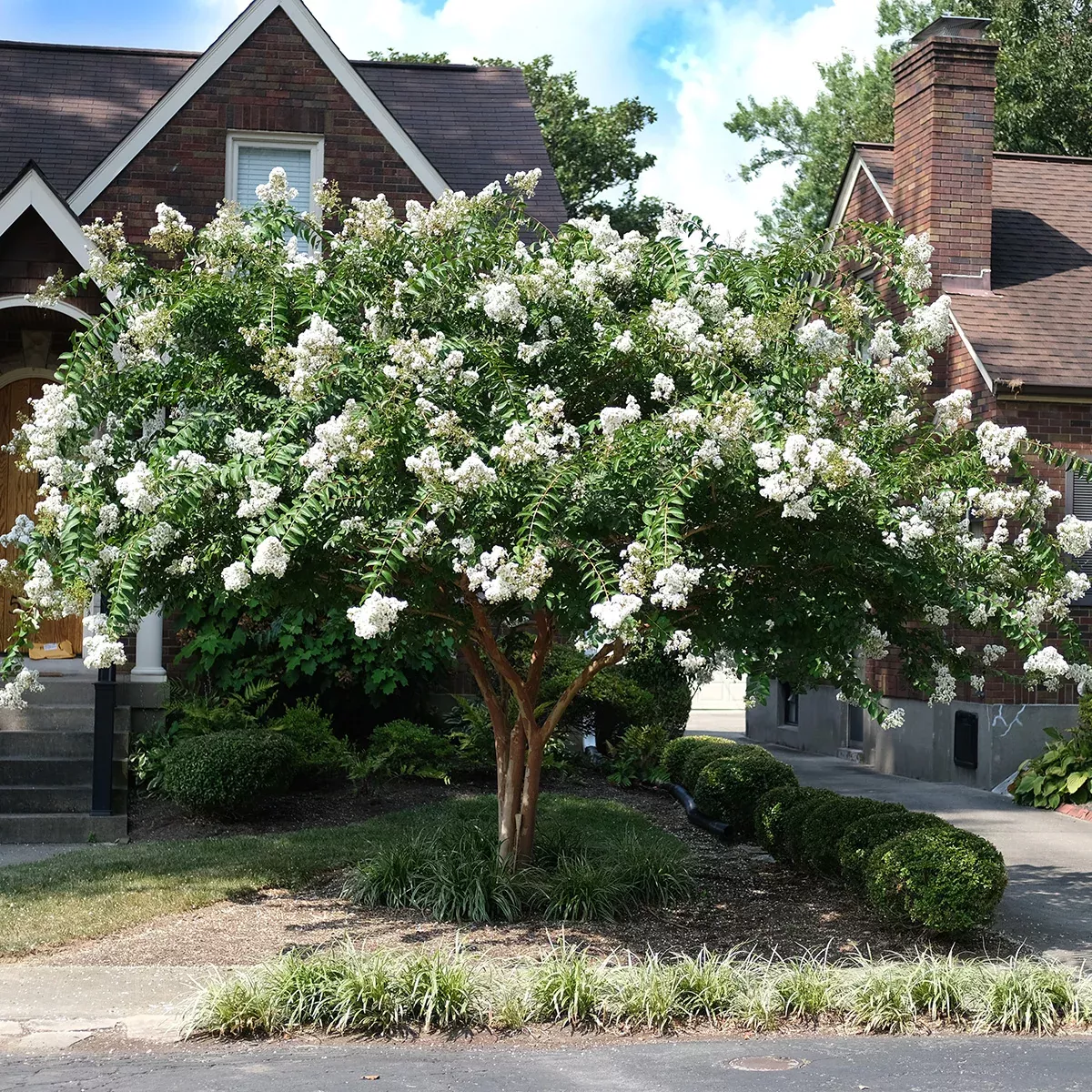 Acoma Crape Myrtle (Semi-Dwarf Tree)
