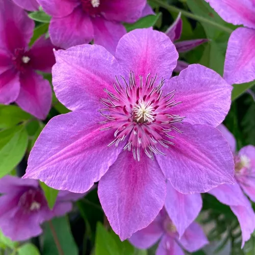 'Adam's Courage' Clematis
