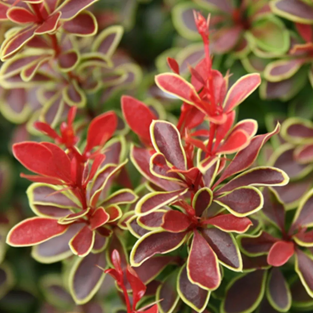 Admiration Barberry