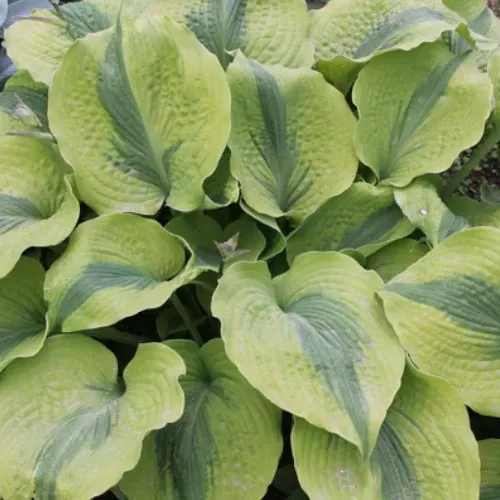 Afterglow Hosta
