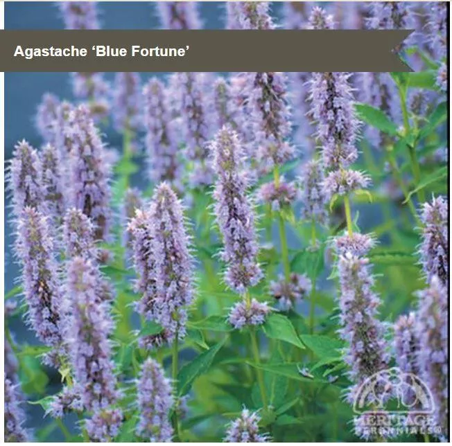 Agastache Blue Fortune