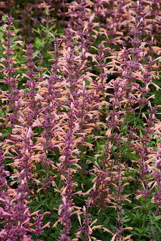 Agastache 'Peachie Keen' #1.5C