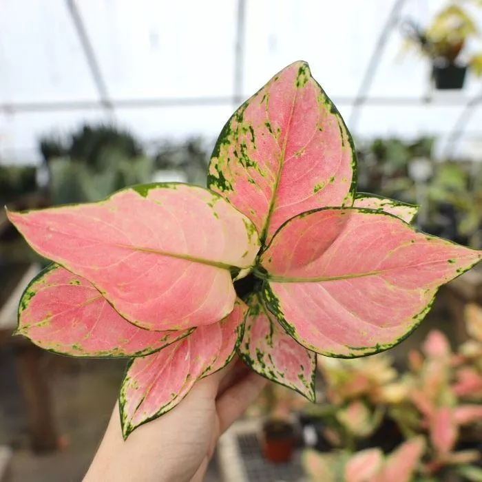 Aglaonema Cherry Pink