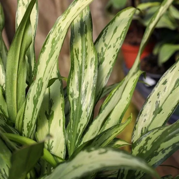 Aglaonema Cutlass