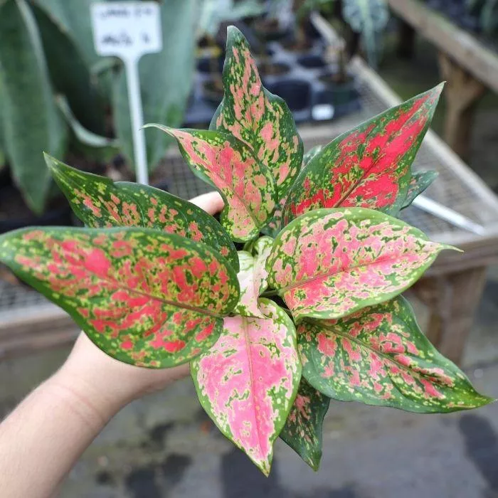 Aglaonema Katrina Chinese Evergreen