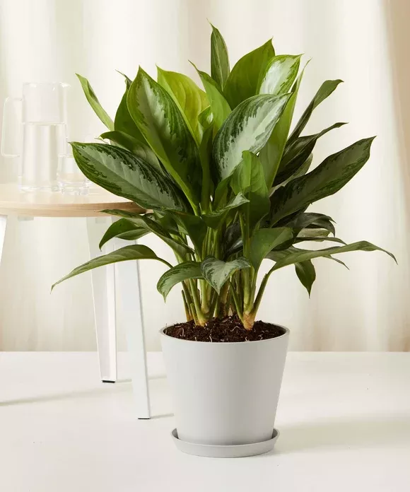 Aglaonema Silver Bay