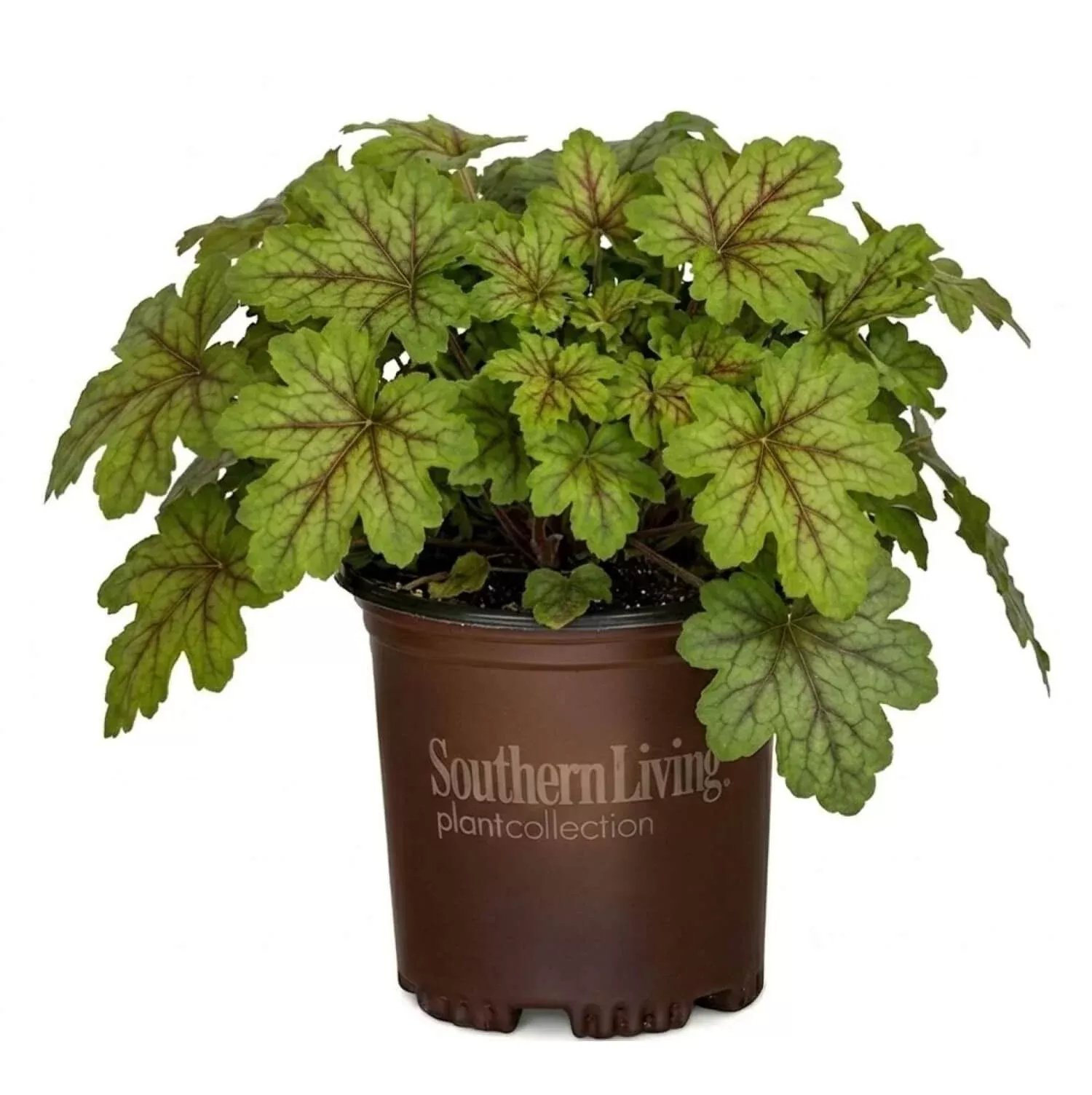 'Alabama Sunrise' Heucherella