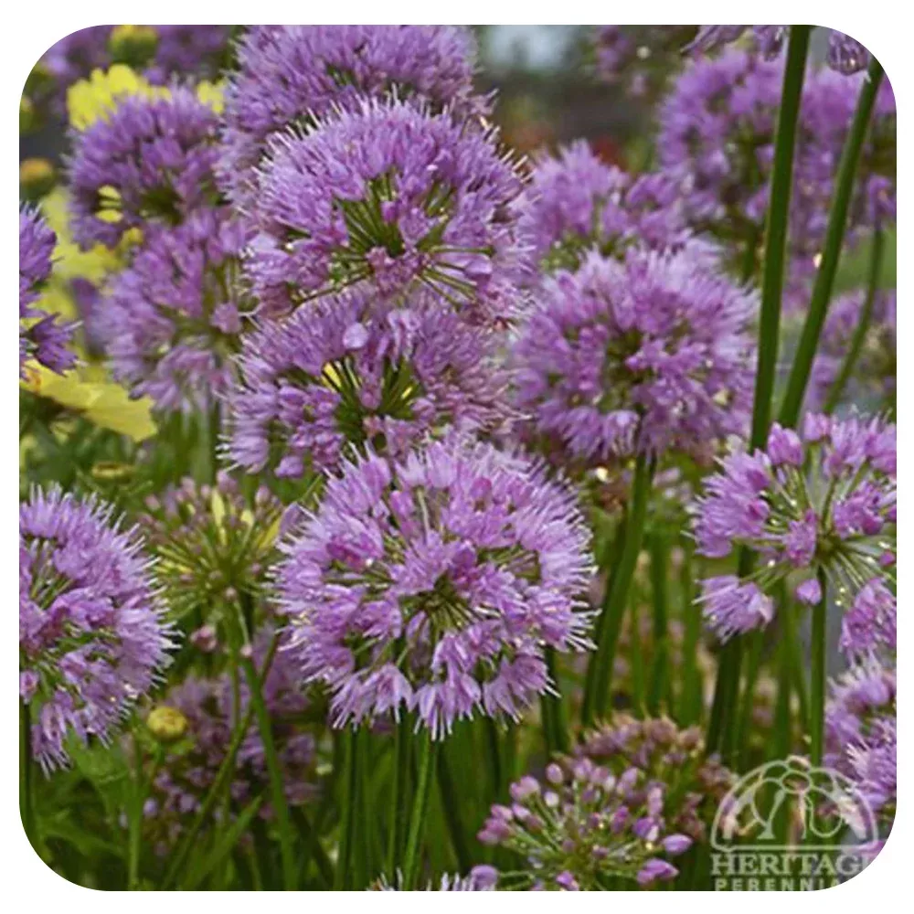 Allium Millenium