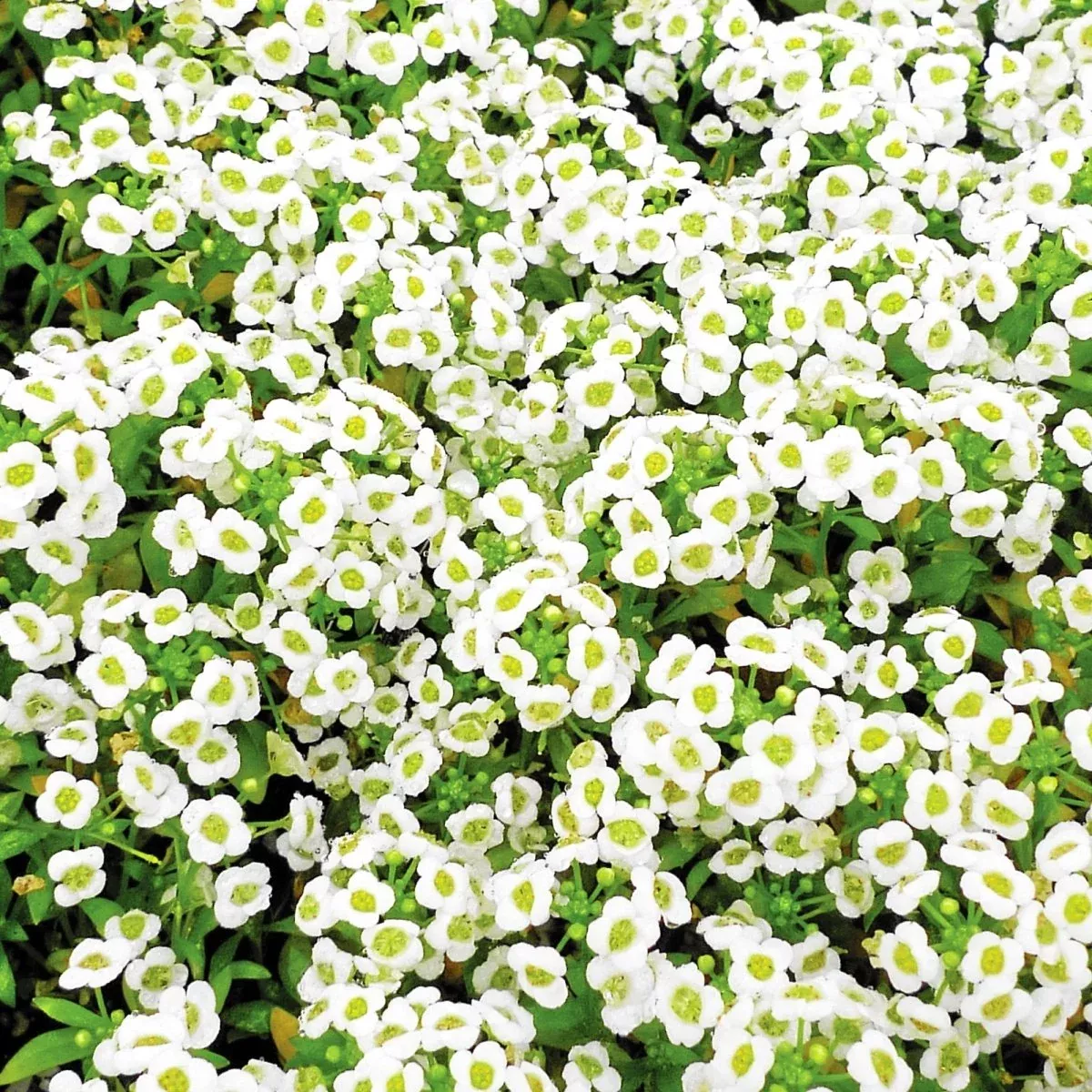 Alyssum, Carpet of Snow Seeds, 400mg