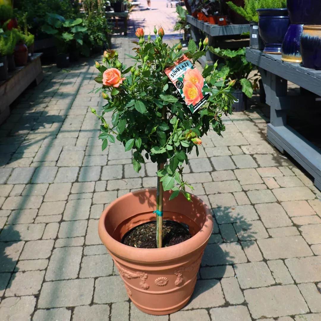Amber Sunblaze Miniature Rose – Tree Form