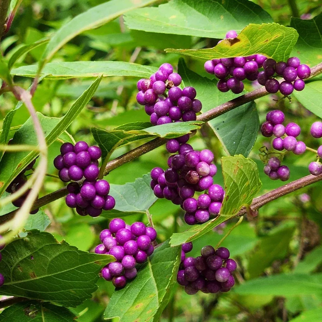 American Beautyberry