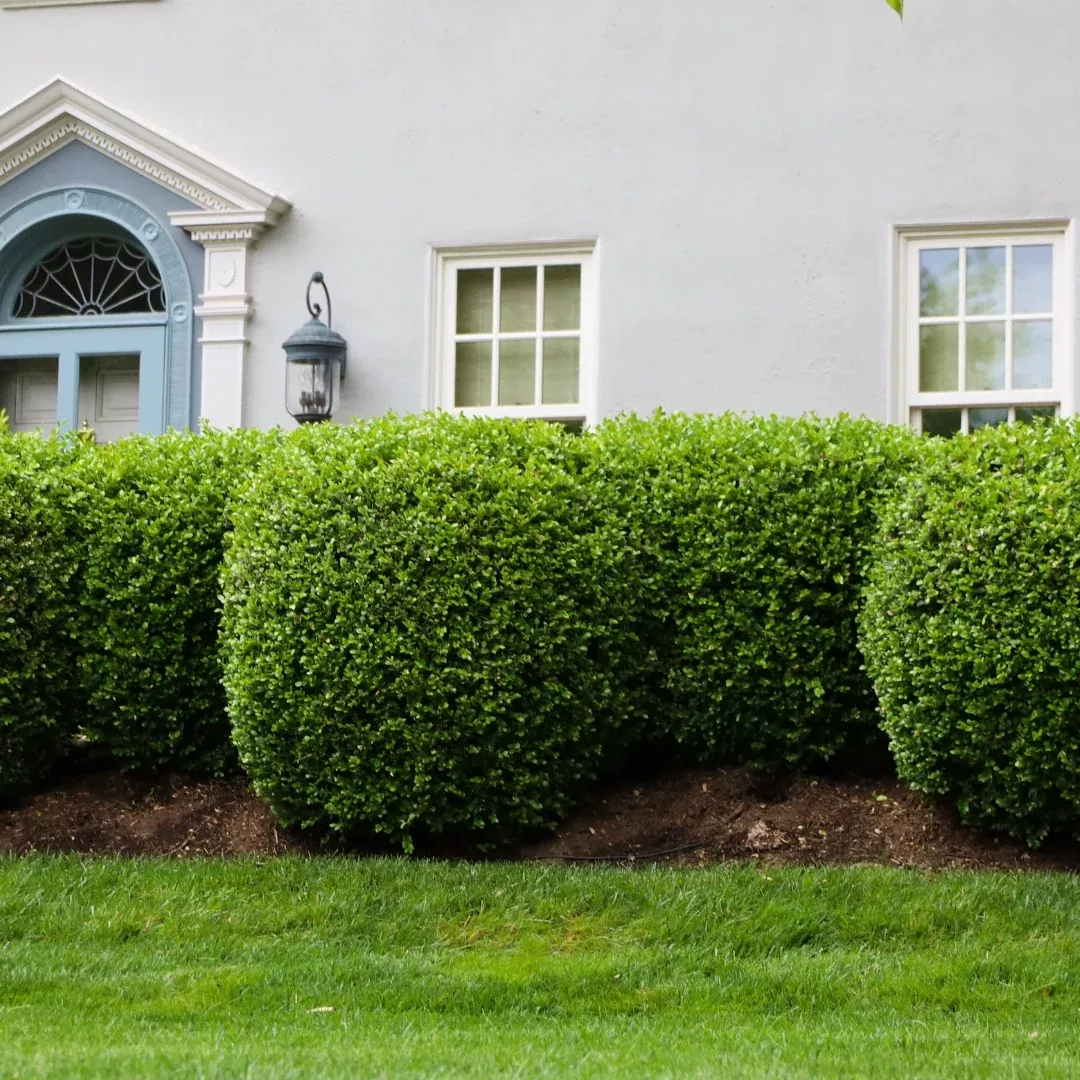 American Boxwood