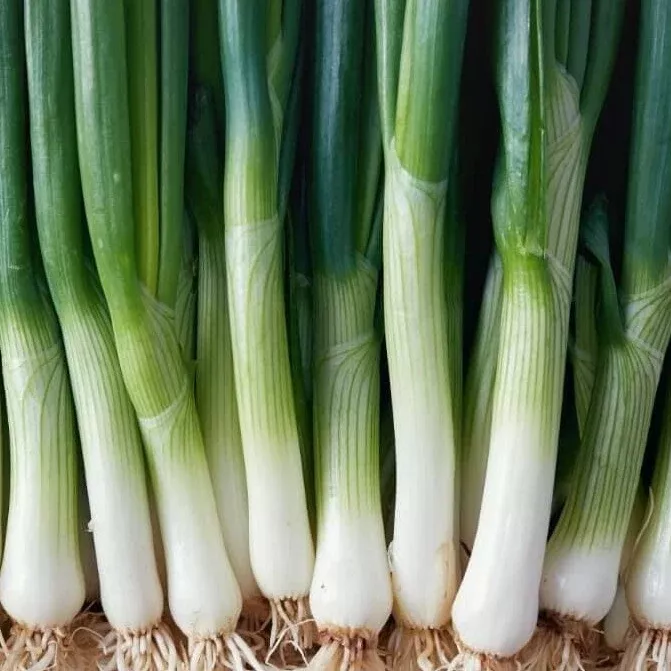American Flag Leek