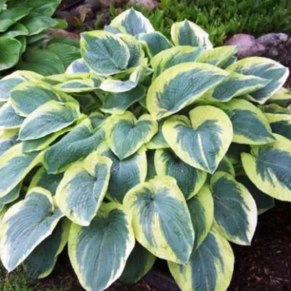 American Halo Hosta