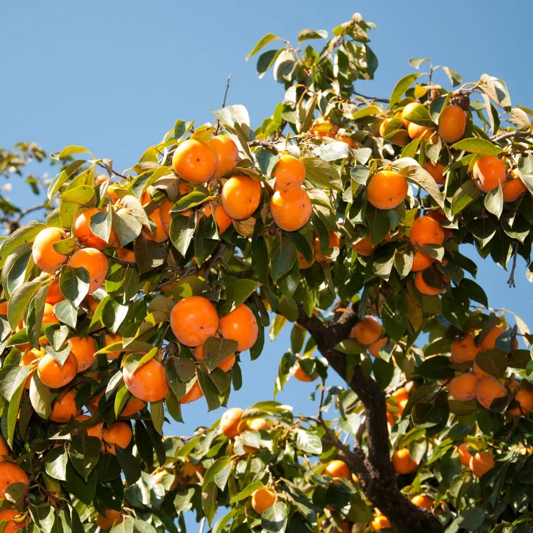 American Persimmon Tree