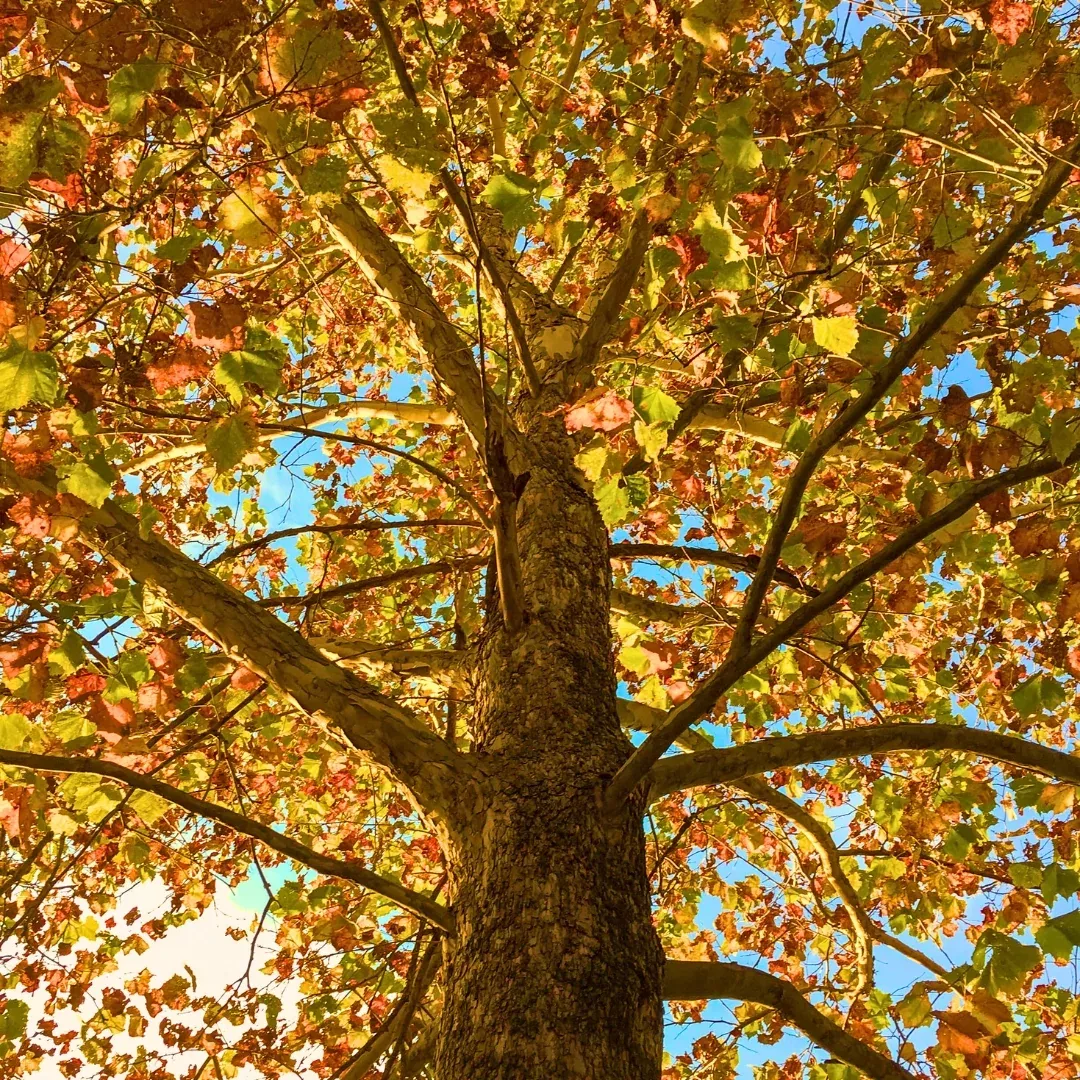 American Sycamore Tree