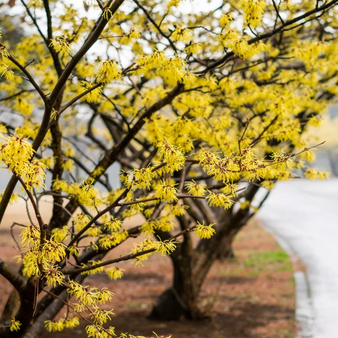 American Witch Hazel