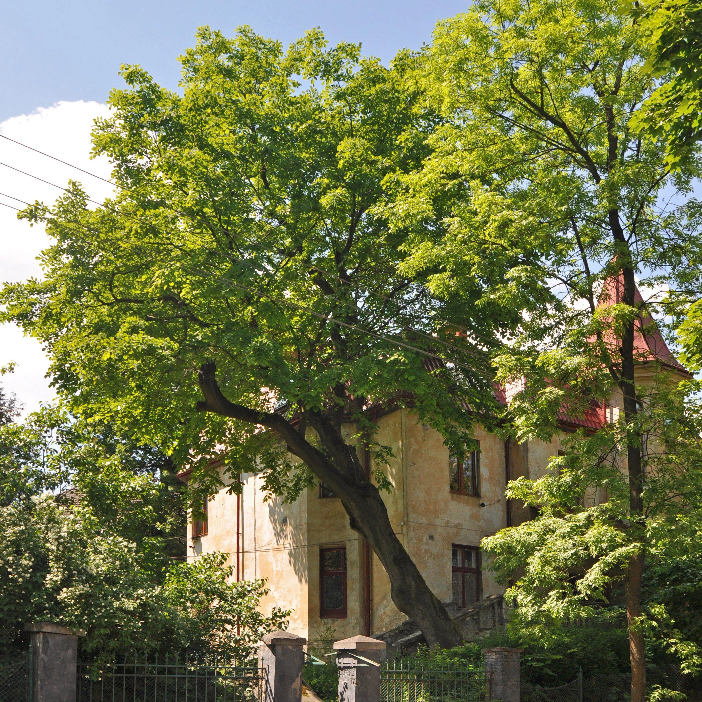 American Yellowwood
