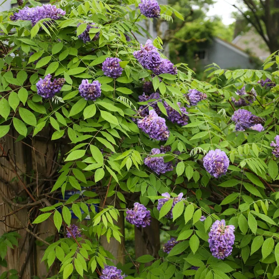 Amethyst Falls Wisteria Vine