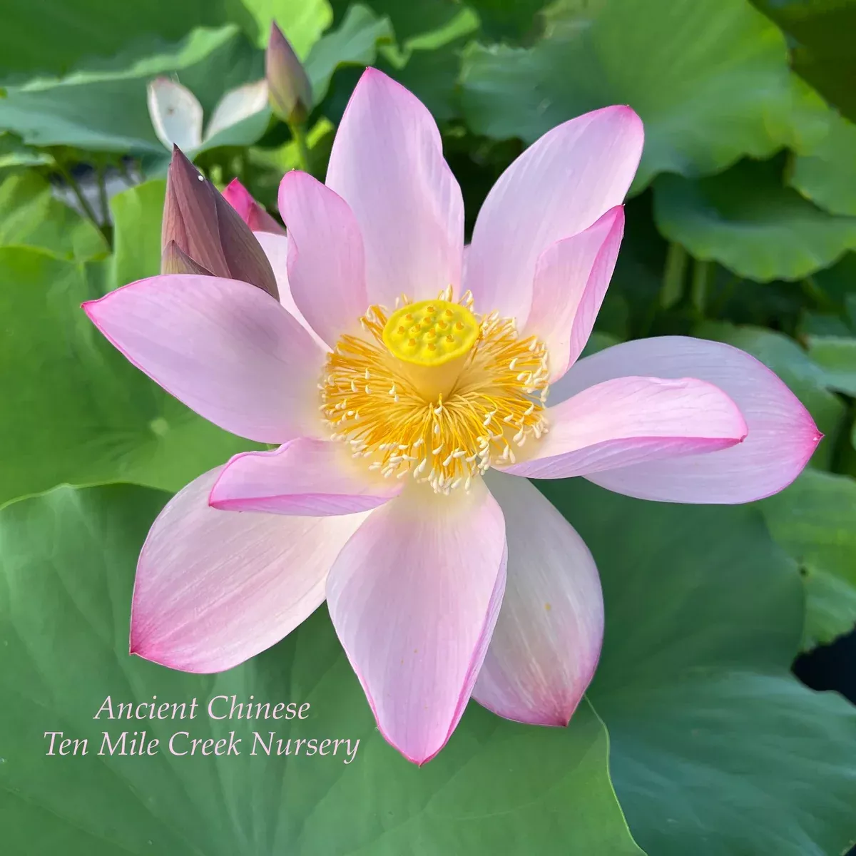 Ancient Chinese Lotus - Huge Flowers!
