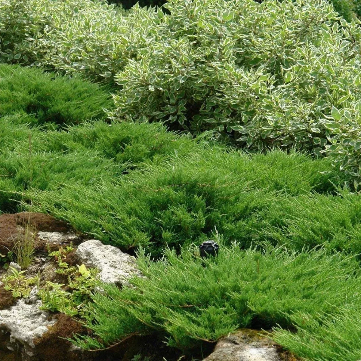Andorra Juniper