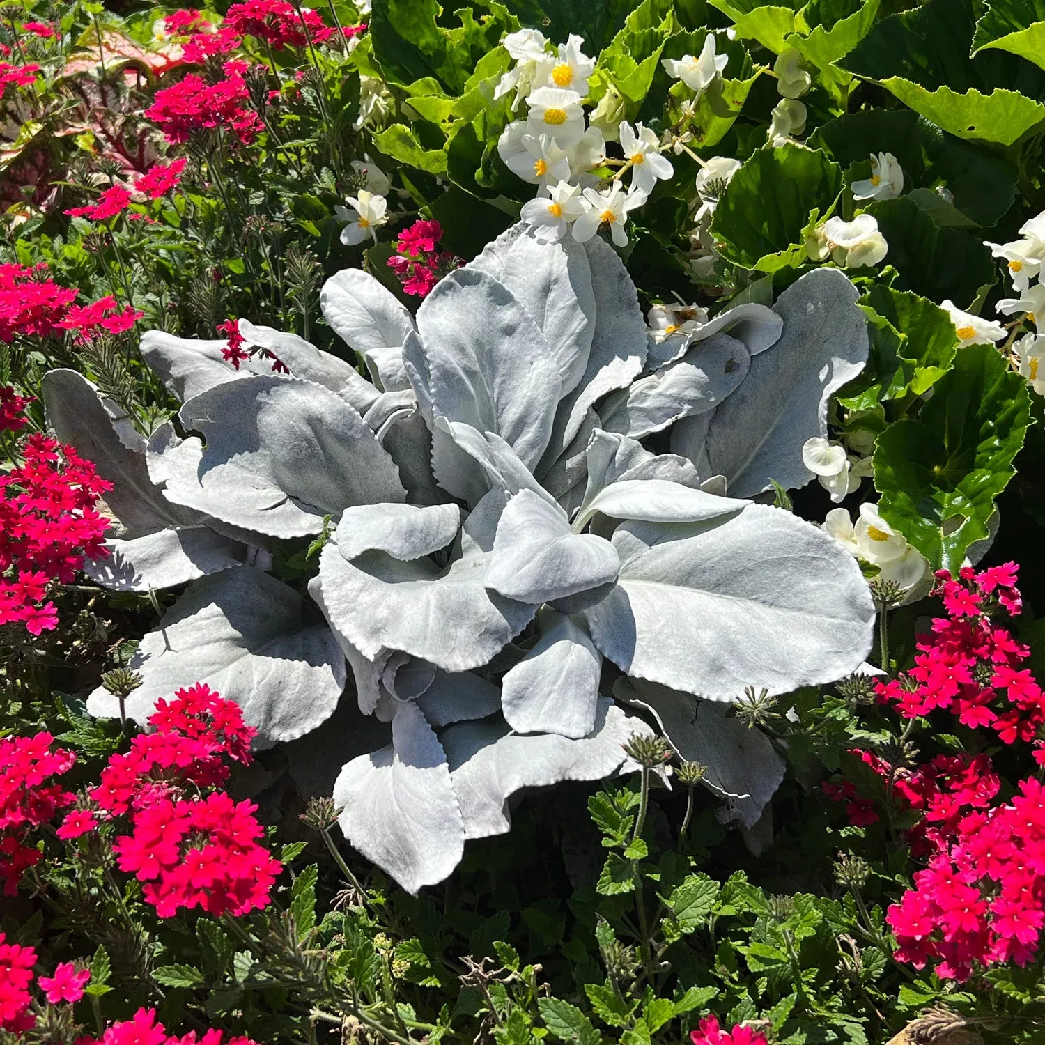 Angel Wings Sea Cabbage (Senecio)