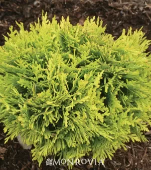 Anna's Magic Ball Arborvitae