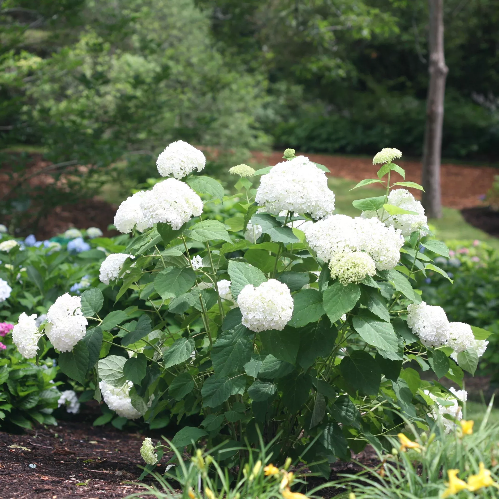 'Annabelle' Smooth Hydrangea - DISCONTINUED