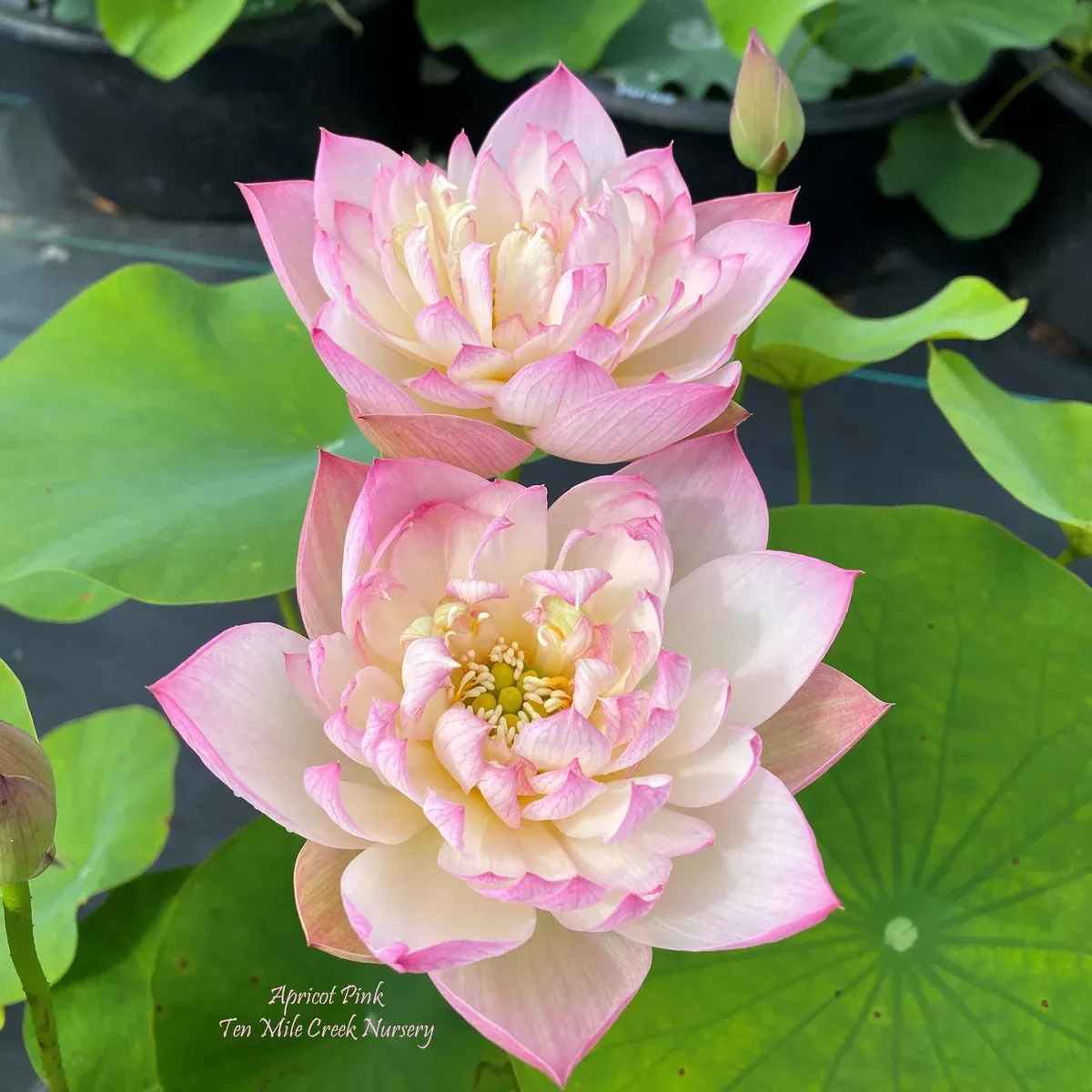 Apricot Pink Lotus - Perfect Shape!