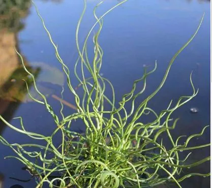 Aquatic Plant Spiral Rush
