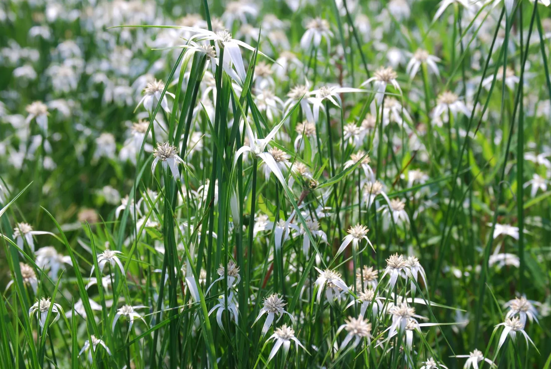 Aquatic Plant Star Sedge