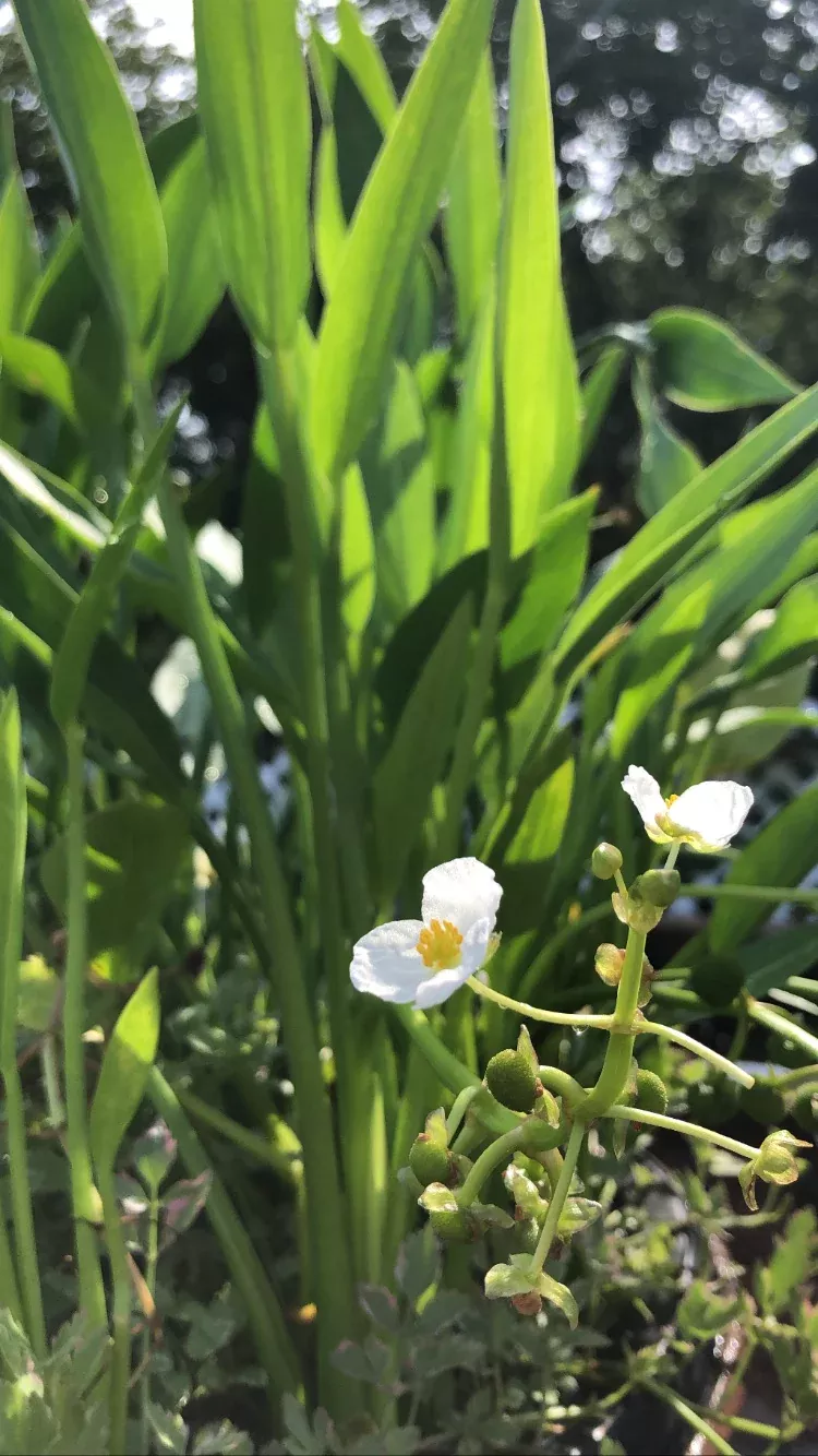 Aquatic Small Arrowhead - Bull's tongue