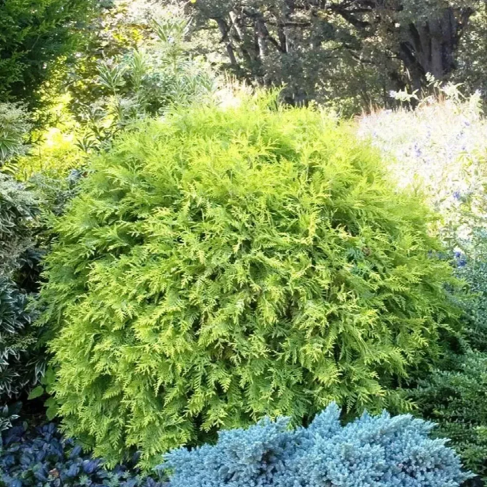 Arborvitae, Golden Globe #3