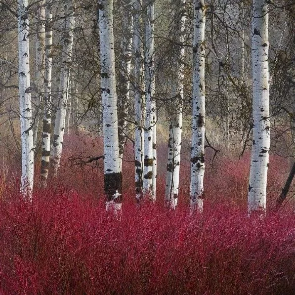 Arctic Fire Red Twig Dogwood