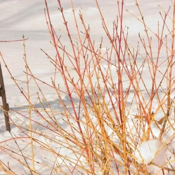 Arctic Sun Dogwood
