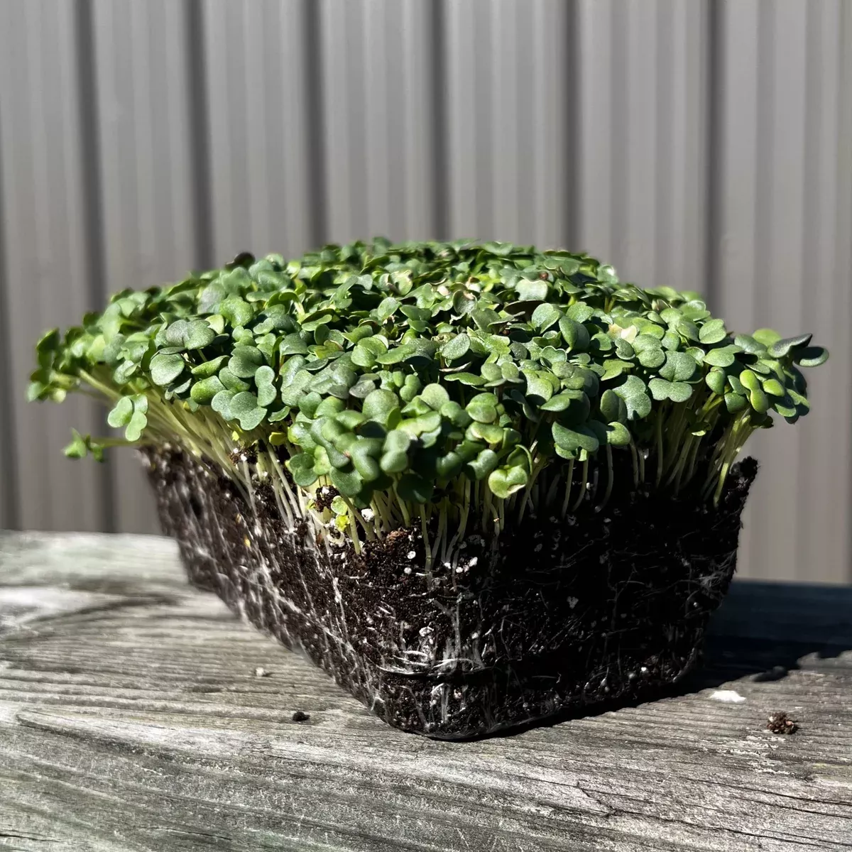 Arugula Microgreens